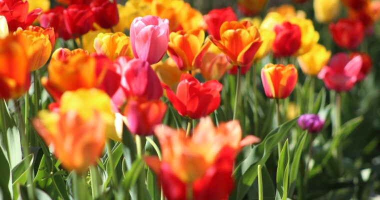 Ten Colorful Early Spring Plants for Your Minnesota Garden